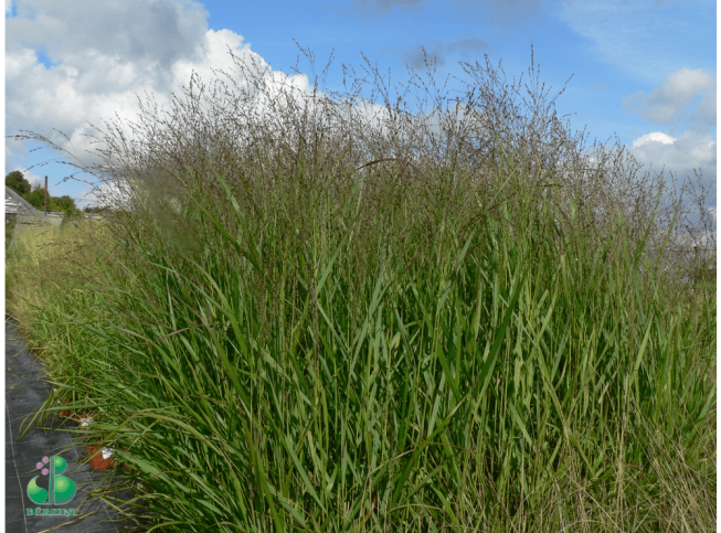 Panicum virgatum   'Kupferhirse'